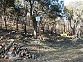 Travaux de Restauration de la suberaie par les APFM pour fixer le sol après incendie en Forêt Domaniale des Maures, 2003.