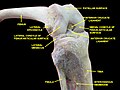 Knee and tibiofibular joint. Deep dissection. Anterior view.