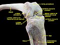 الغشاء بين العظمين موضّح بالتشريح ، ومؤشر عليه بالإنجليزية:Interosseous membrane.