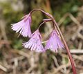 Soldanella alpina.