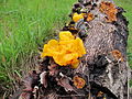 La Trémelle orangée parasitant la Stérée hirsute.