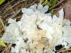 Corpo frutificante gelatinoso de Tremella fuciformis, um espécie cultivada.