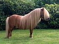 Shetland pony (cat)