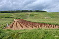 * Nomination: Vineyards of Champagne near Trélou sur Marne,France --Pline 19:39, 12 June 2012 (UTC) * * Review needed