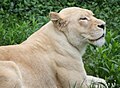 (Panthera leo krugeri)