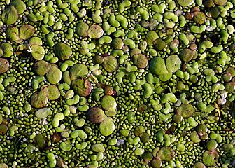 Duckweed on a pond By size: greater duckweed, lesser duckweed and rootless dwarf duckweed