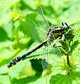 Gomphus vulgatissimus harilik-vesihobu