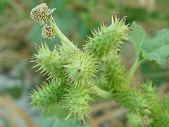 Xanthium strumarium 000.jpg