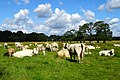 Zondagsbroek (Nationaal Park De Drentsche Aa)