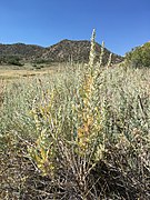 Artemisia cana ssp. bolanderi.jpg