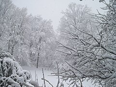 Backyard Winter Hancock Village Brookline Town Massachusetts New England.jpg