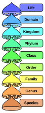 The hierarchy of biological classification's eight major taxonomic ranks, which is an example of definition by genus and differentia. Life is divided into domains, which are subdivided into further groups. Intermediate minor rankings are not shown.