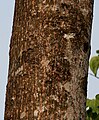 जयंती,जलपैगुडी जिल्हा पश्चिम बंगाल, भारत येथील वृक्षाचे खोड.