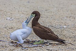 Nőstény barna szula (Sula leucogaster plotus) táplálja a fiatal hímet a fészkén (Michaelmas Cay, Nagy-korallzátony, Queensland, Ausztrália)