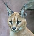 Caracal, ranges from southern Pakistan