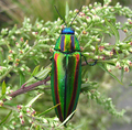 Chrysochroa fulgidissima, Japón