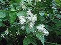 Clematis vitalba Vitalba