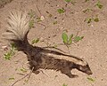 Amazonas-Skunk (Conepatus semistriatus)