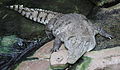 Cocodrilo africano occidental (Crocodylus suchus)