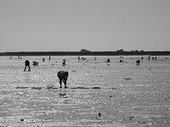 Pêche à pied.