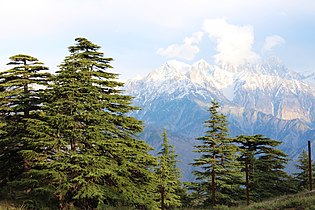 Provincial tree of Gilgit–Baltistan