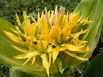 Gentiana lutea