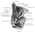 Sezione orizzontale delle cavità nasale e orbitaria