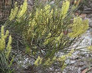 <center>Grevillea didymobotrya</center>