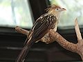 Guira Cuckoo