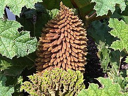 Az óriásrebarbara (Gunnera tinctoria) kúp alakú, 1 méter magas virágzata