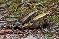 Kalophrynus interlineatus, Striped sticky frog (mating) - Phu Kradueng National Park