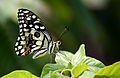 * Nomination: Lime Butterfly (Papilio demoleus)--Anton 17 01:00, 13 June 2012 (UTC) * * Review needed