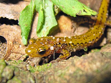 Eurycea longicauda