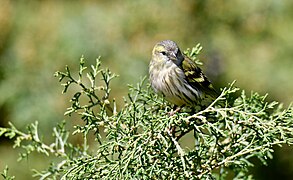 Lugre, fêmea, Eurasian Siskin, female (53512727789).jpg