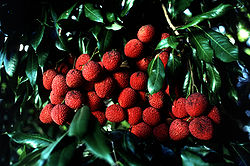 Ķīnas līčijas (Litchi chinensis) augļi un lapas