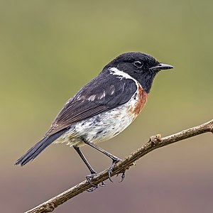 Madagascar stonechat, by Charlesjsharp