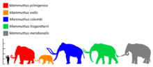 Siluetas coloreadas de un mamut, con su tamaño comparativo con un humano y elefantes extintos y vivos