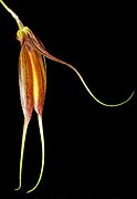 Masdevallia patula