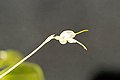 Masdevallia (Nidifica): Masdevallia nidifica