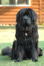 Thumbnail for Newfoundland dog