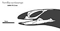 Skull Reconstruction of Norellius nyctisaurops