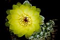 Parodia concinna