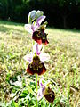 Ophrys fuciflora à Charmes-la-Côte, dans un verger