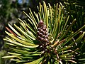 Pinus contorta