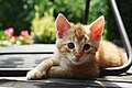 "Red_Kitten_01.jpg" by User:File Upload Bot (Magnus Manske)