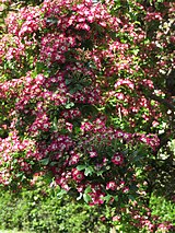 Links: Rotdorn mit ungefüllten Blüten Rechts: Crataegus laevigata ‚Paul’s Scarlet‘