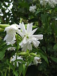 Vita kronbladslika staminodier hos Såpnejlika (Saponaria officinalis).