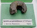 en:Spitidiscus gastaldianus (d'Orbigny) en:Barremian, en:Brestak, Varna Province at the en:Sofia University "St. Kliment Ohridski" Museum of Paleontology and Historical Geology