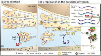 Viruses-10-00340-g003.png