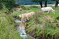 Andersche Diep (Nationaal Park De Drentsche Aa)